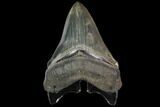 Serrated, Chubutensis Shark Tooth - Megalodon Ancestor #116741-1
